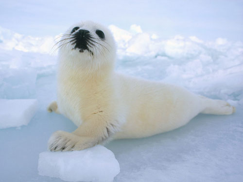[harp-seal-baby.jpg]