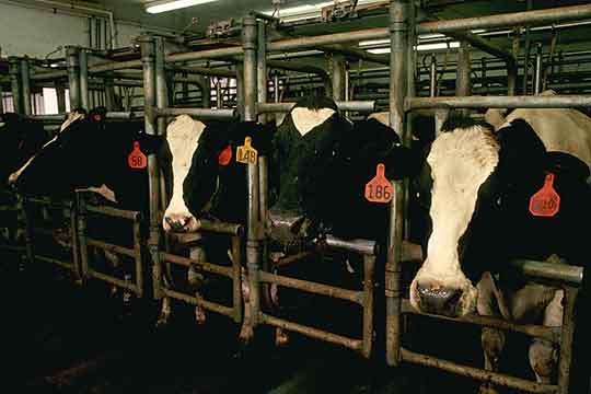 [Dairy+cows.jpg]