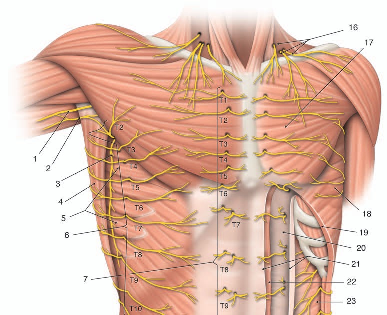 Taysir assistance الإسعاف الطبي تيسير Anatomie des nerfs Taysir assistance الإسعاف الطبي تيسير Anatomie des nerfs