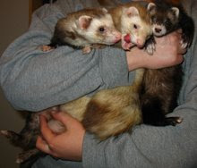 Our Ferrets