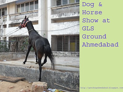 horse show ahmedabad