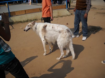 Borzoi Dog Ahmedabad