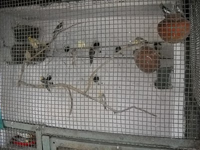cockatiel bird aviarycage setup