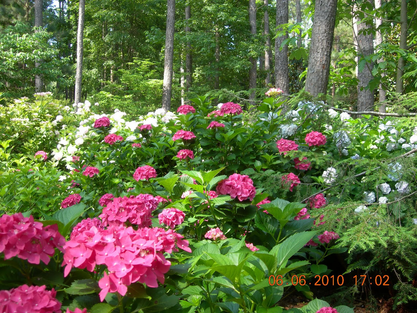 Life in Birmingham AL: Aldridge Gardens - Hydrangea Festival