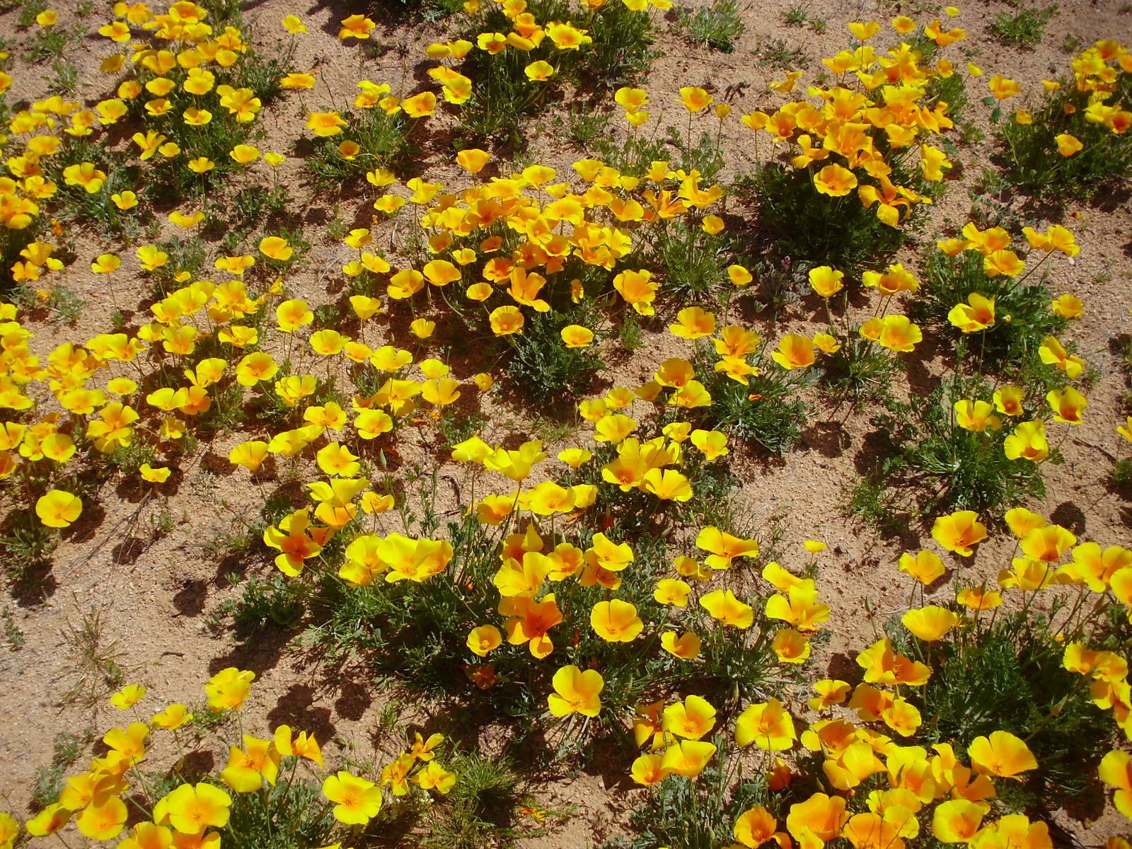 Life at 55 mph Desert wildflowers in southern Arizona. They are