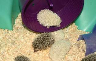 [Image: hedgehog-babies22.jpg]