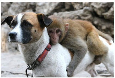 Dog+carries+monkey.jpg