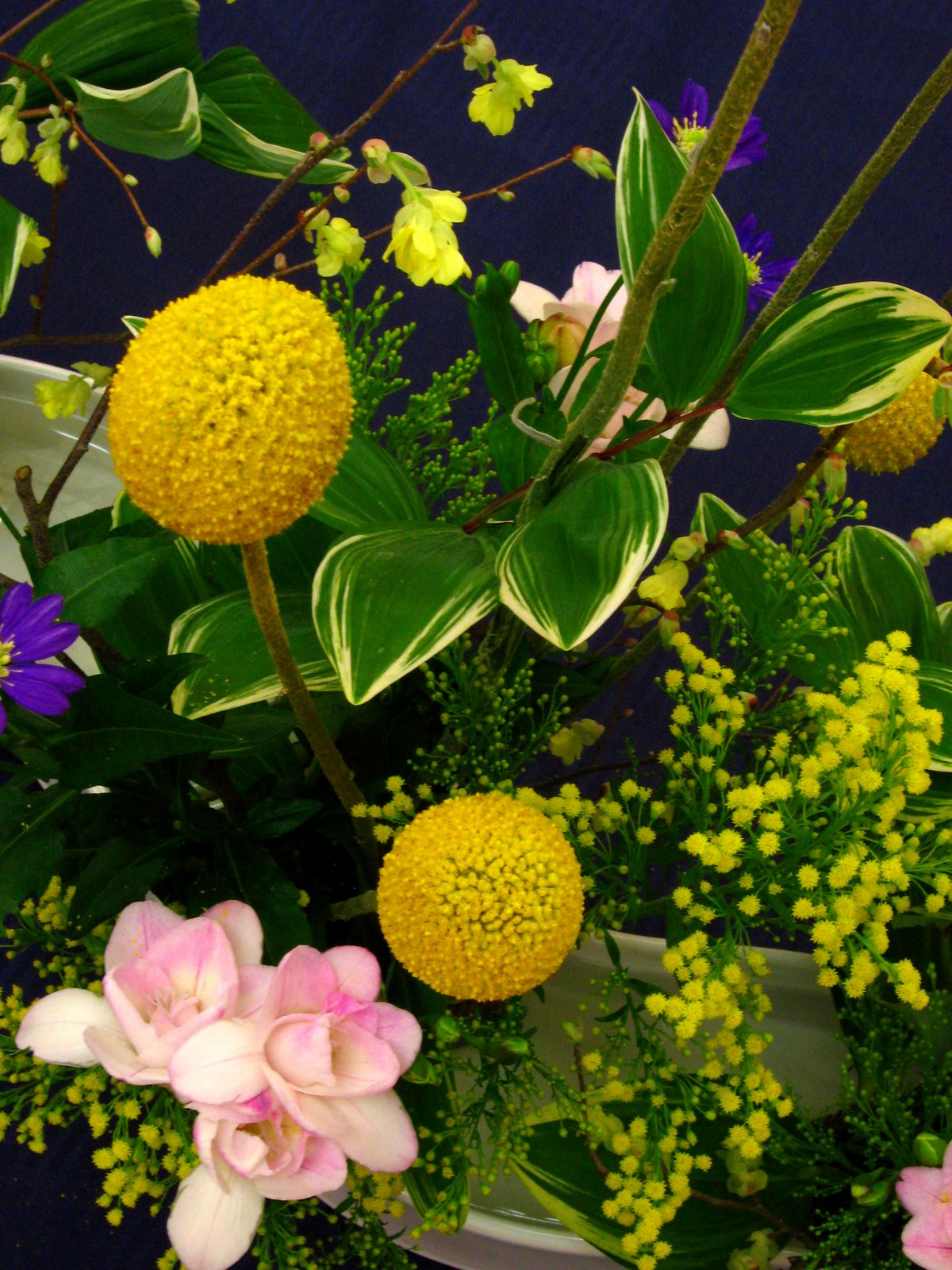 [yellow+ball+flowers.jpg]