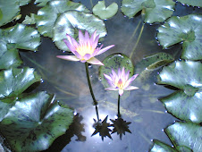 Pair of WateR Lilly