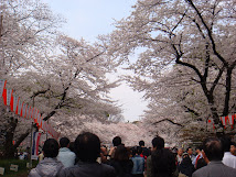 Sakura-Hanami ( Ueno-April-2009)