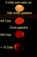 Ovos e sua Evoluçao