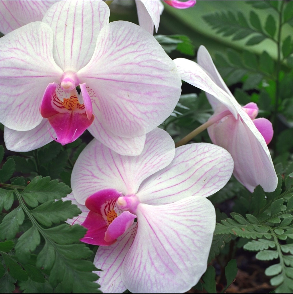 [hawaii-orchids.jpg]