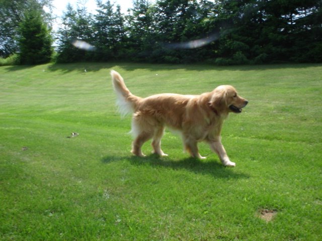 Storiline's Tails In Kokopelli - Alix the Golden - Reg'd CKC