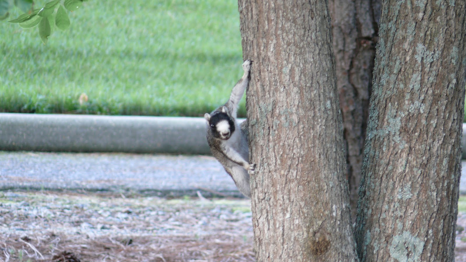Lizzy's Photos: Myrtle Beach, South Carolina Squirrel