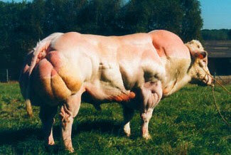 belgian-blue-bull.jpg