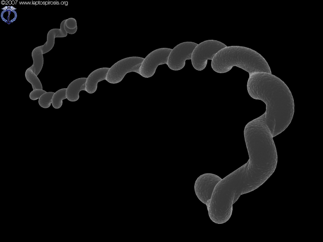 [emsim-leptospira-interrogans-02.png]