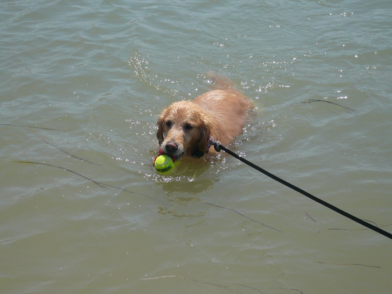 SD Dog Life Dog friendly beach at Carlsbad Lagoon