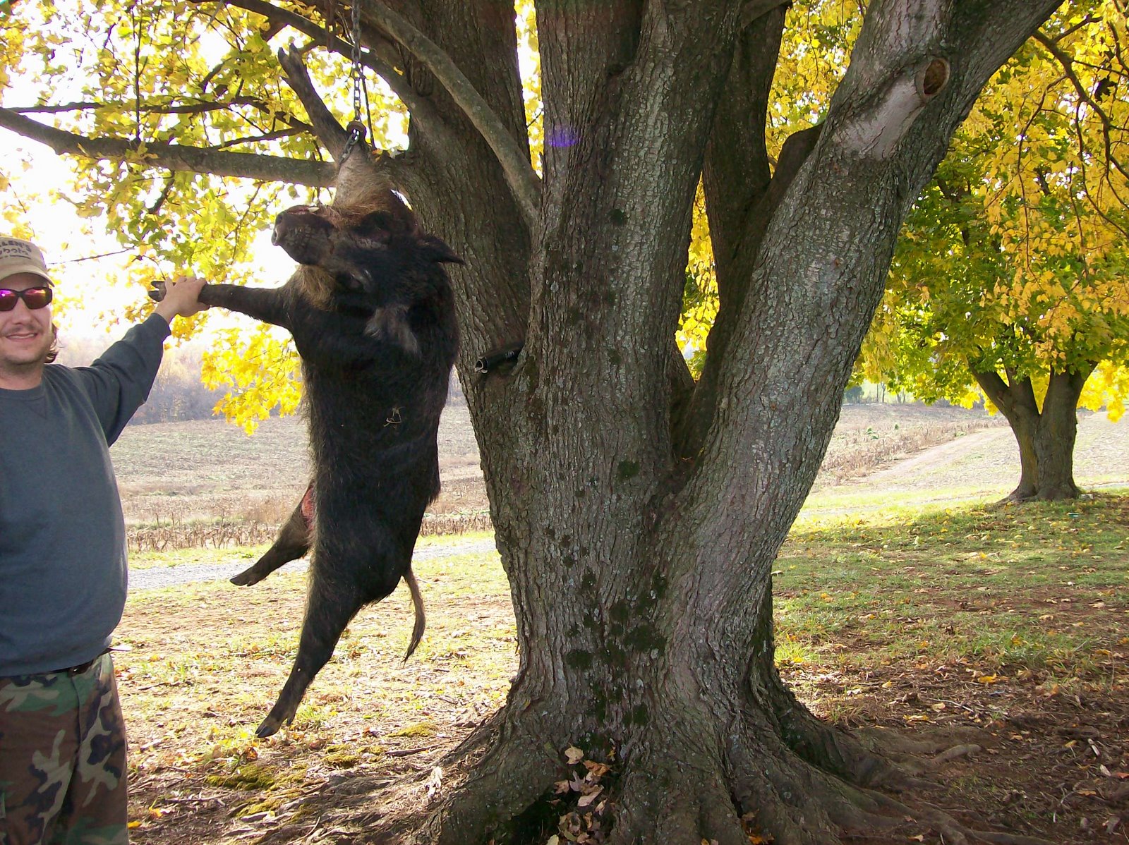 Virginia Hunter Pig hunting in Culpeper County