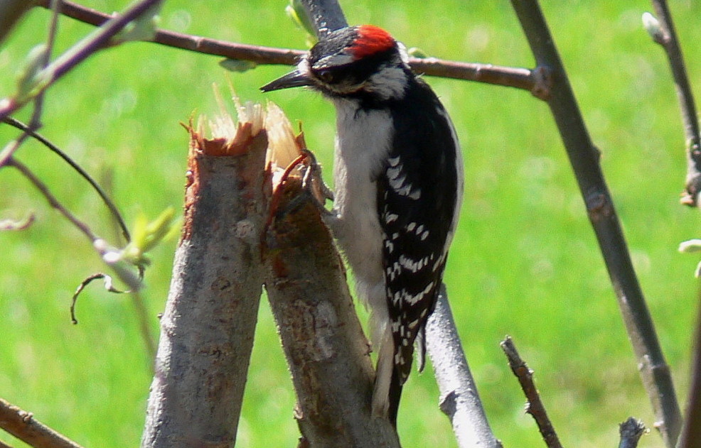 The Show and Tell Nature Blog: Some Woodpeckers
