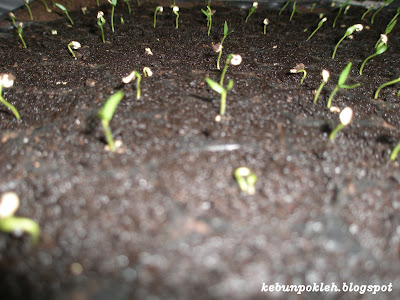 Cili Padi Fertigasi: Penyediaan anak benih cili padi