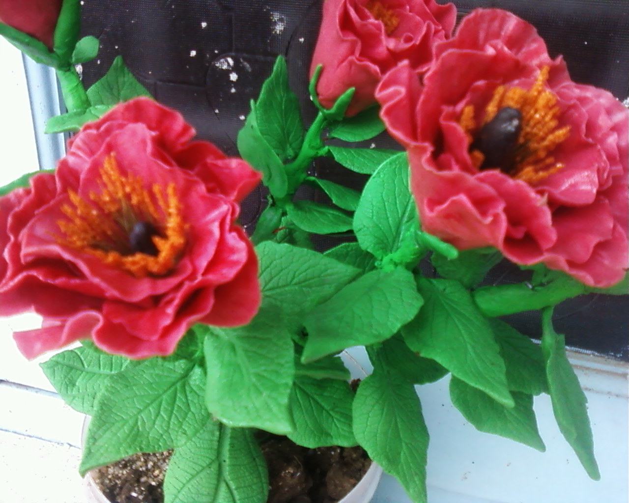 open rose plant
