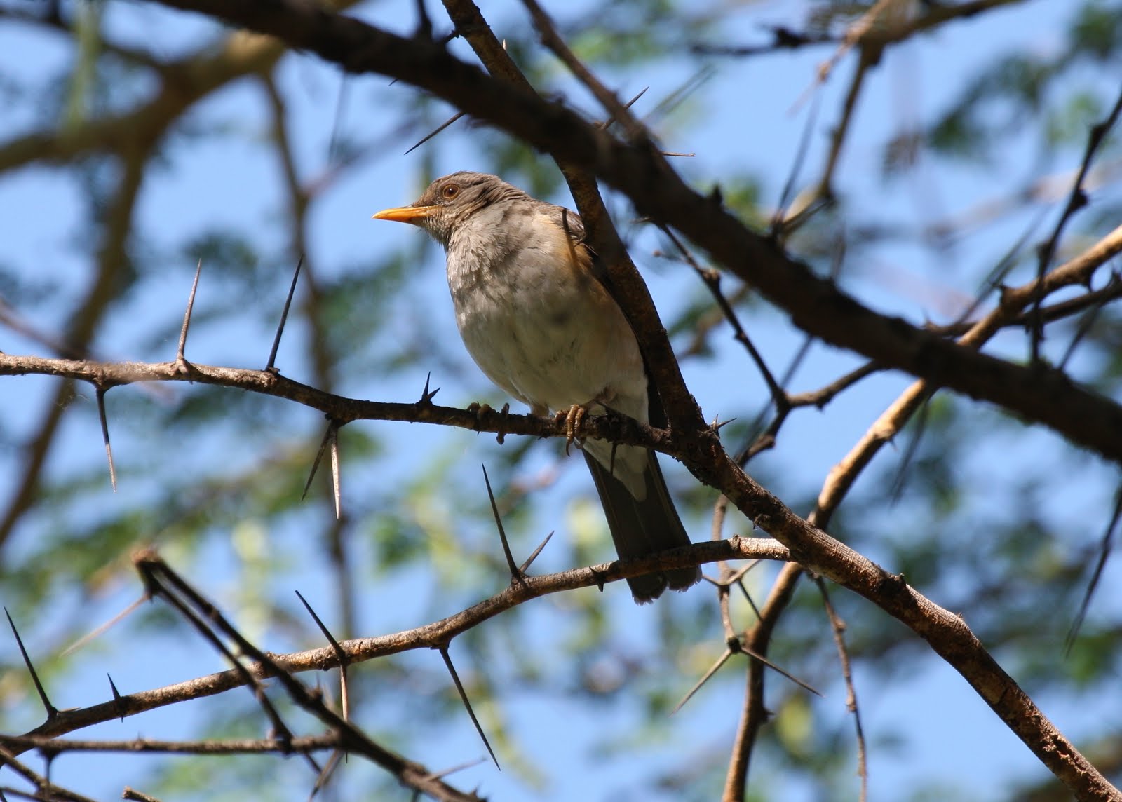 African+Thrush,+26+Nov+am.JPG (image)
