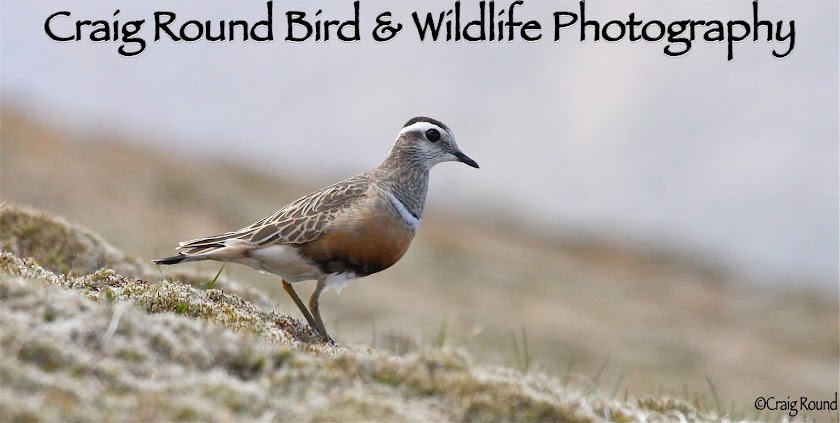 Craig Round Bird and Wildlife Photography