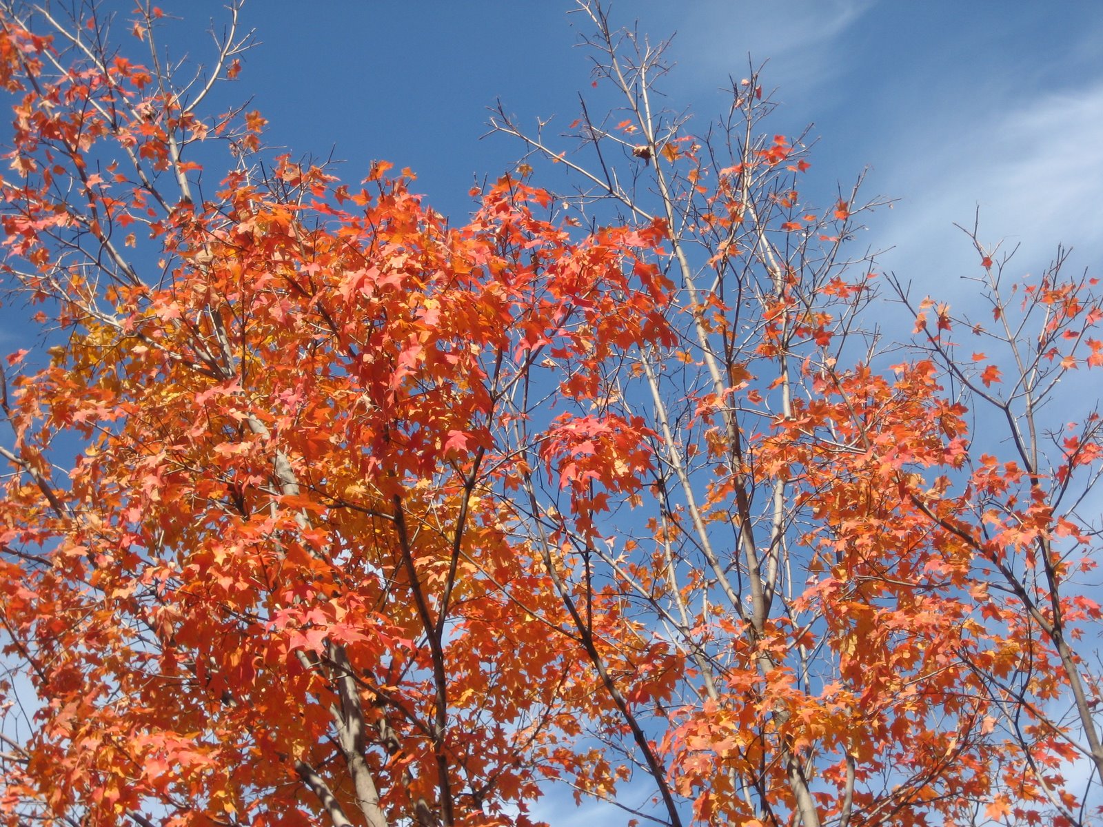 [fall+leaves.JPG]