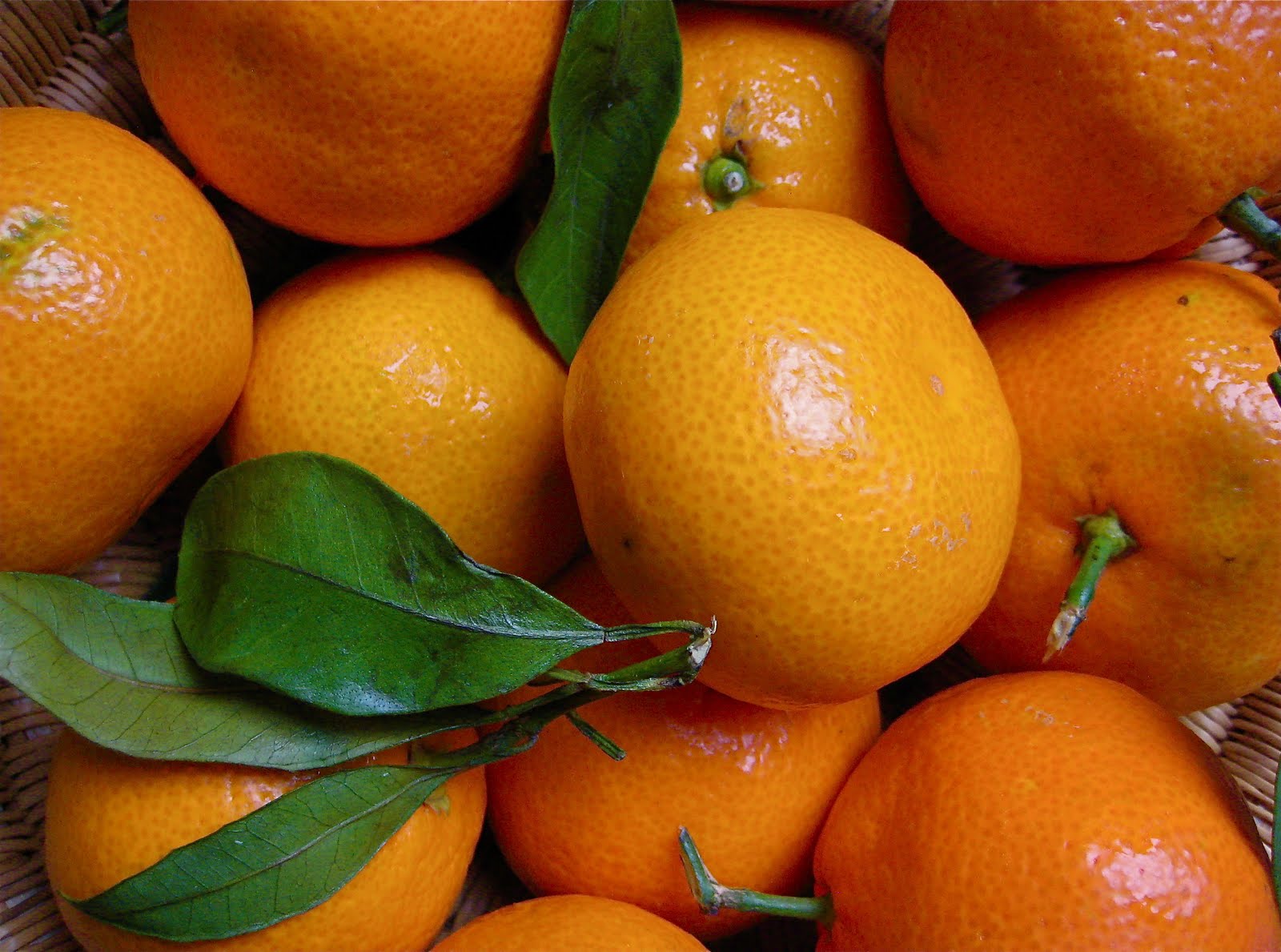 lisa b wellness Satsuma Season!