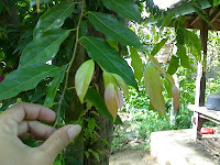 Buah Rukem (Lobe-lobe = NTB) - Herfin Sasono