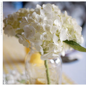 [whitehydrangeaTHEKNOT.jpeg]