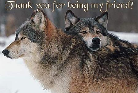 [wolves-thankyoufriend.jpg]