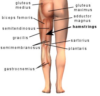 [hamstring.jpg]