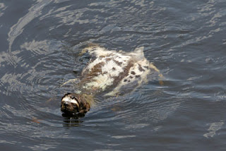 swimming sloth