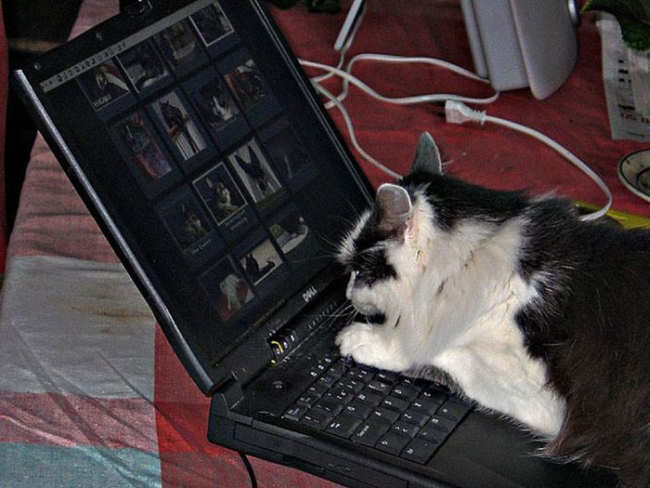 Animals Using Computer