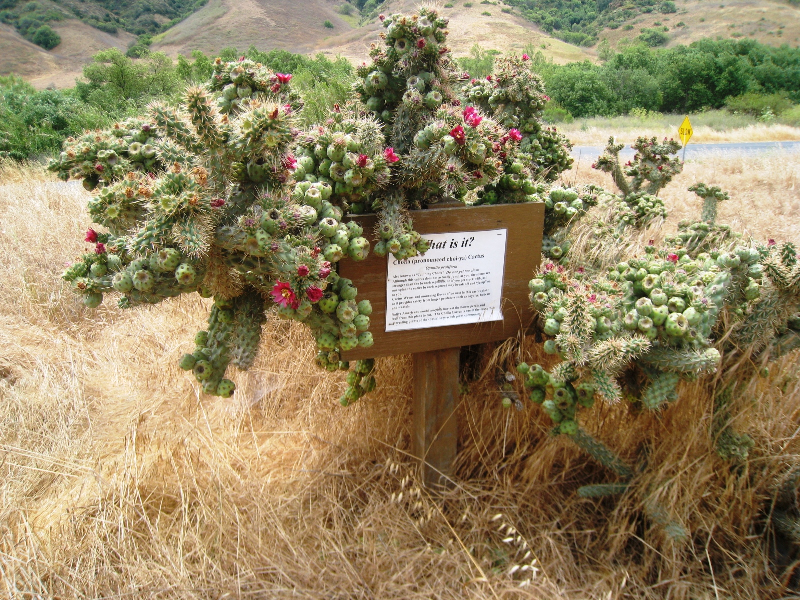 Orange County Native Plant Information (Part 2)