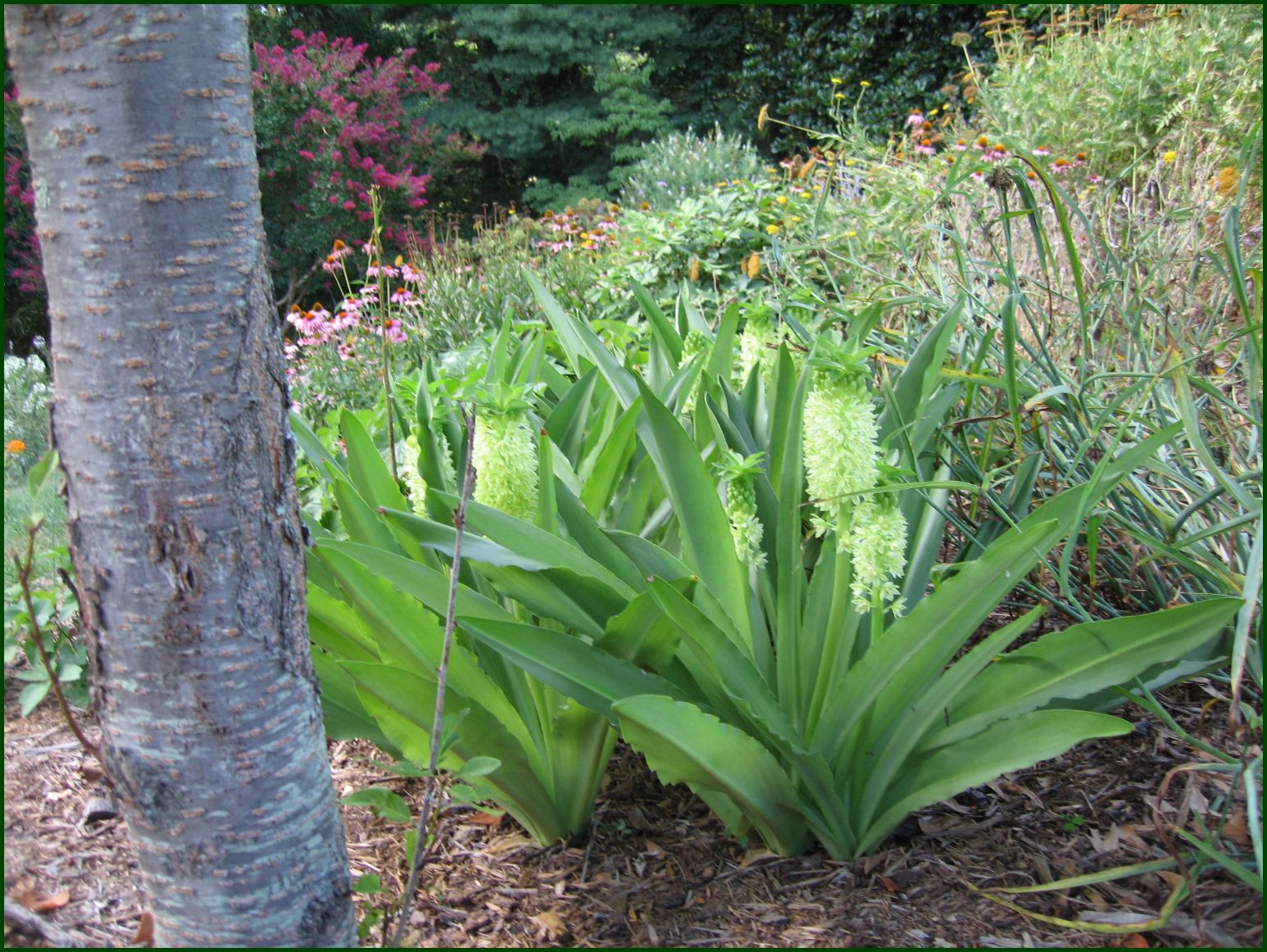 [Pineapple+Lily1.jpg]