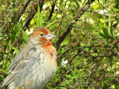 House Finch, male