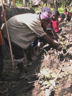 climate change guinea papua