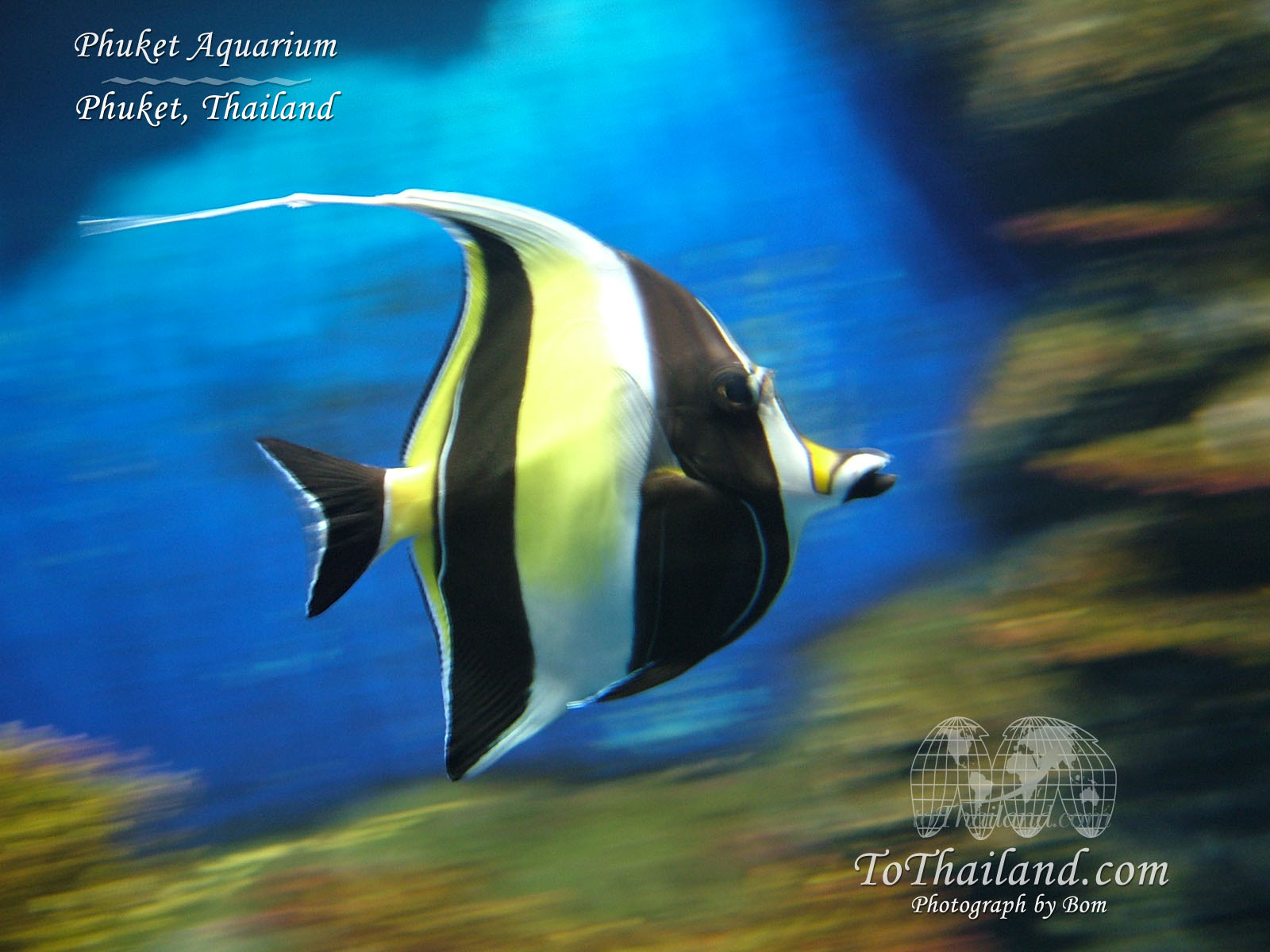 [phuket_aquarium_fish.jpg]