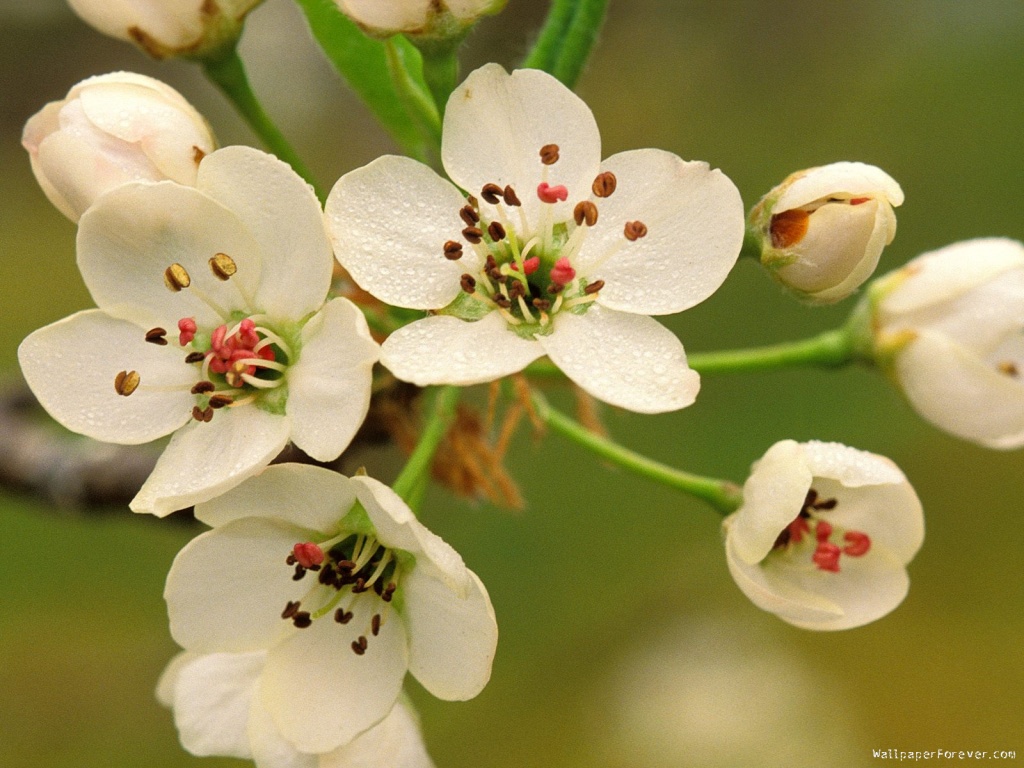 [crabapple_blossoms_in_spring-1024x768.jpg]