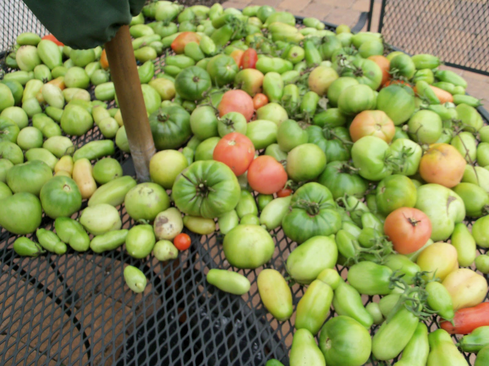 How Does Your garden Grow Update ~ The Freebie Junkie