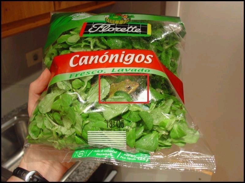 [froggie+salad.bmp]