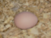 chickzilla's egg