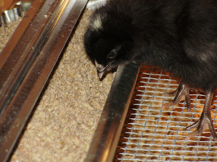 starting to eat