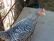 Barred rock