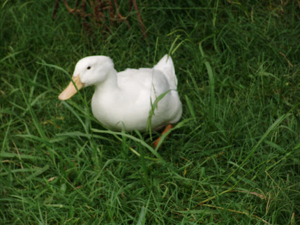 duck is happy