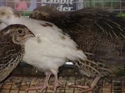 white quail