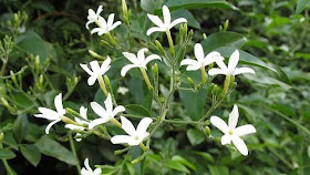 komfrey atau symphytum officinale l. adalah komfrey atau symphytum officinale l. adalah