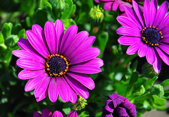 ≈ღFondos De Pantalla y Mucho Másღ≈: Imágenes de Flores